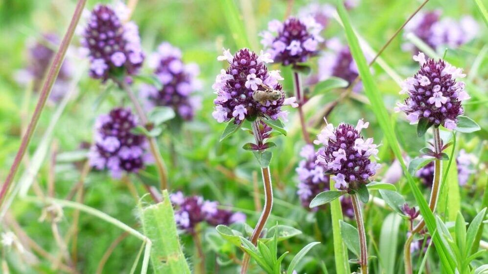 hierba de tomillo para agrandar el pene
